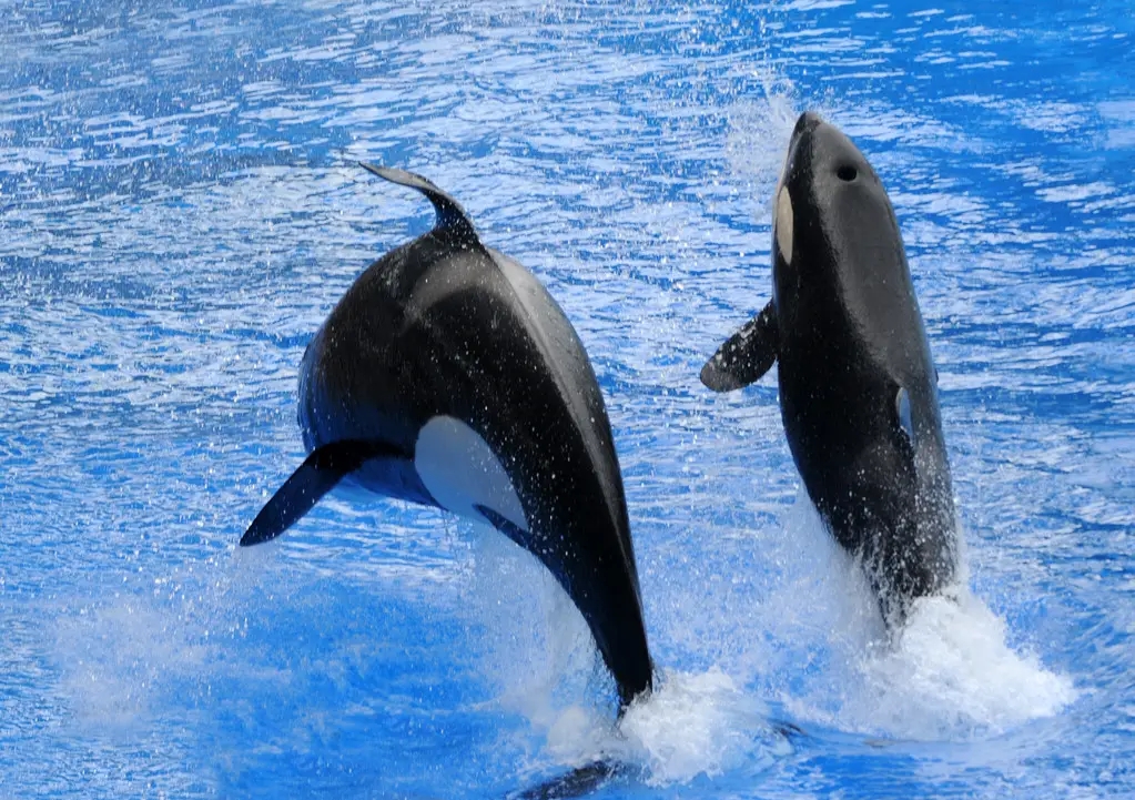 虎鲸在睡觉时也会围成一圈,这是为了互相照应,并保持一定的清醒.