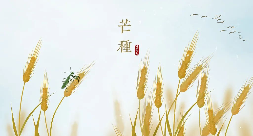 芒种丨这么忙，这么美