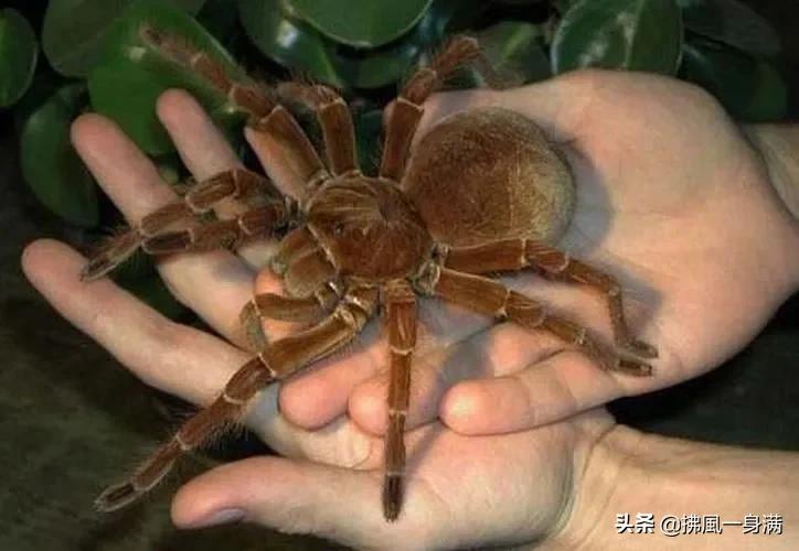 20只奇怪的蜘蛛，甚至连虫灭者也会惊吓