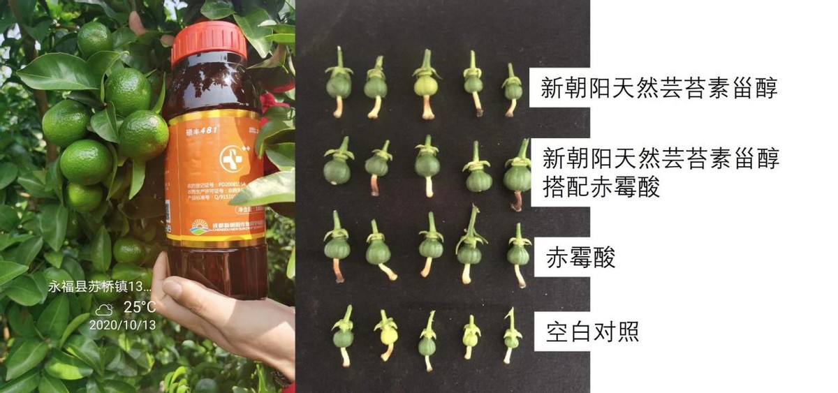 硕丰481,硕丰481芸苔素