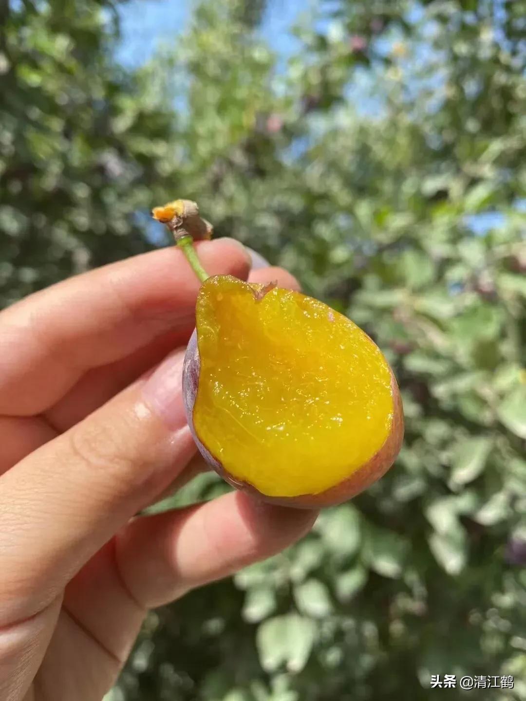 南方适合种植什么果树（南方引种可以进行避雨设施栽培）