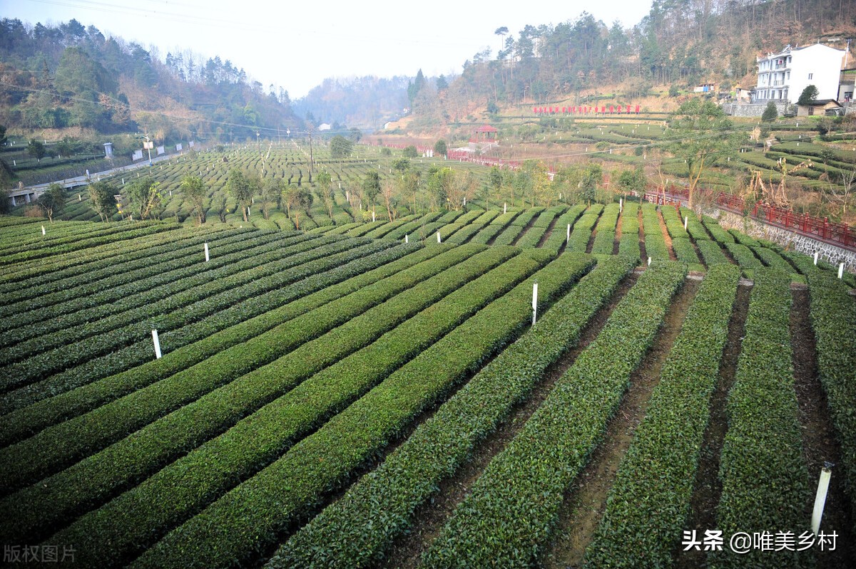 现代农业产业园，如何跑出2.0版？走好关键五步