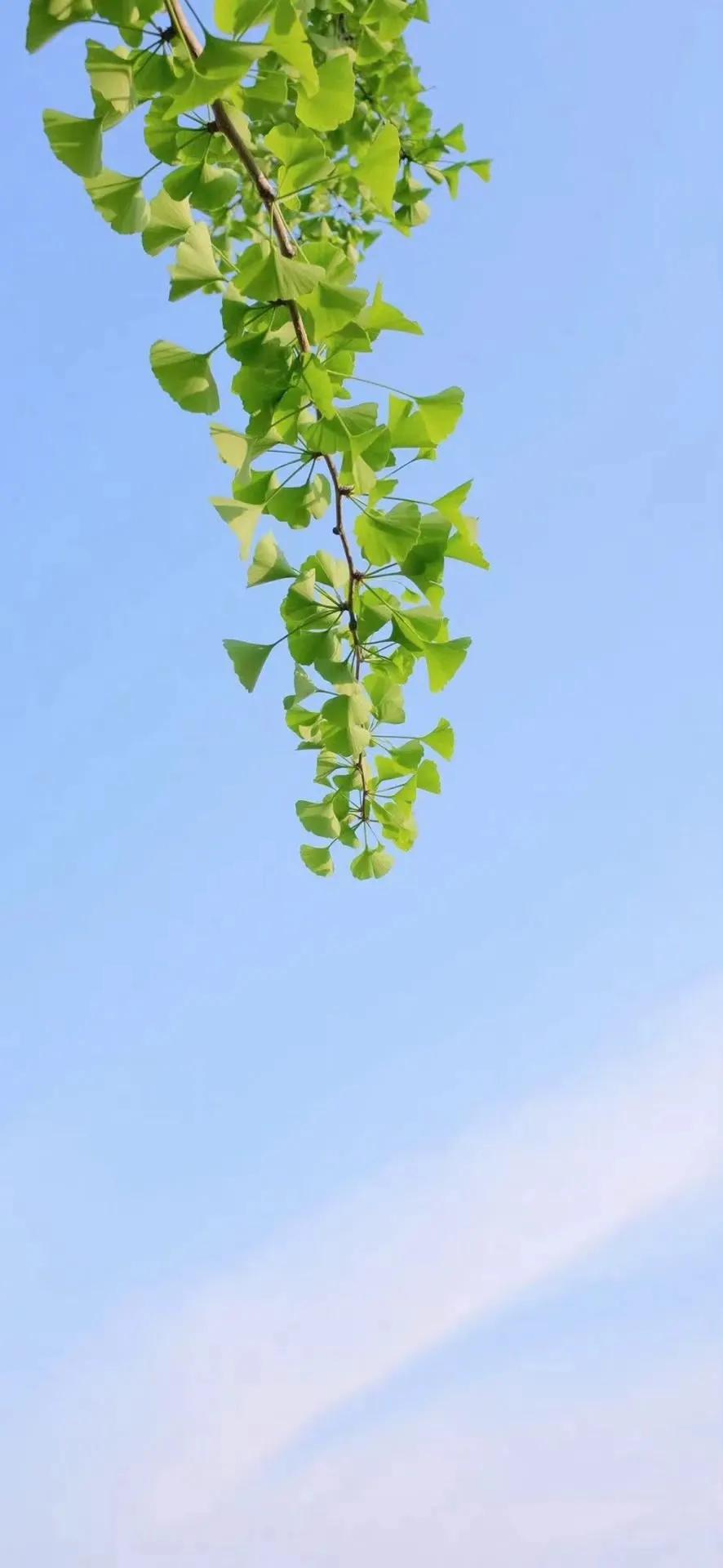 蓝色手机壁纸简单干净,手机壁纸蓝色系