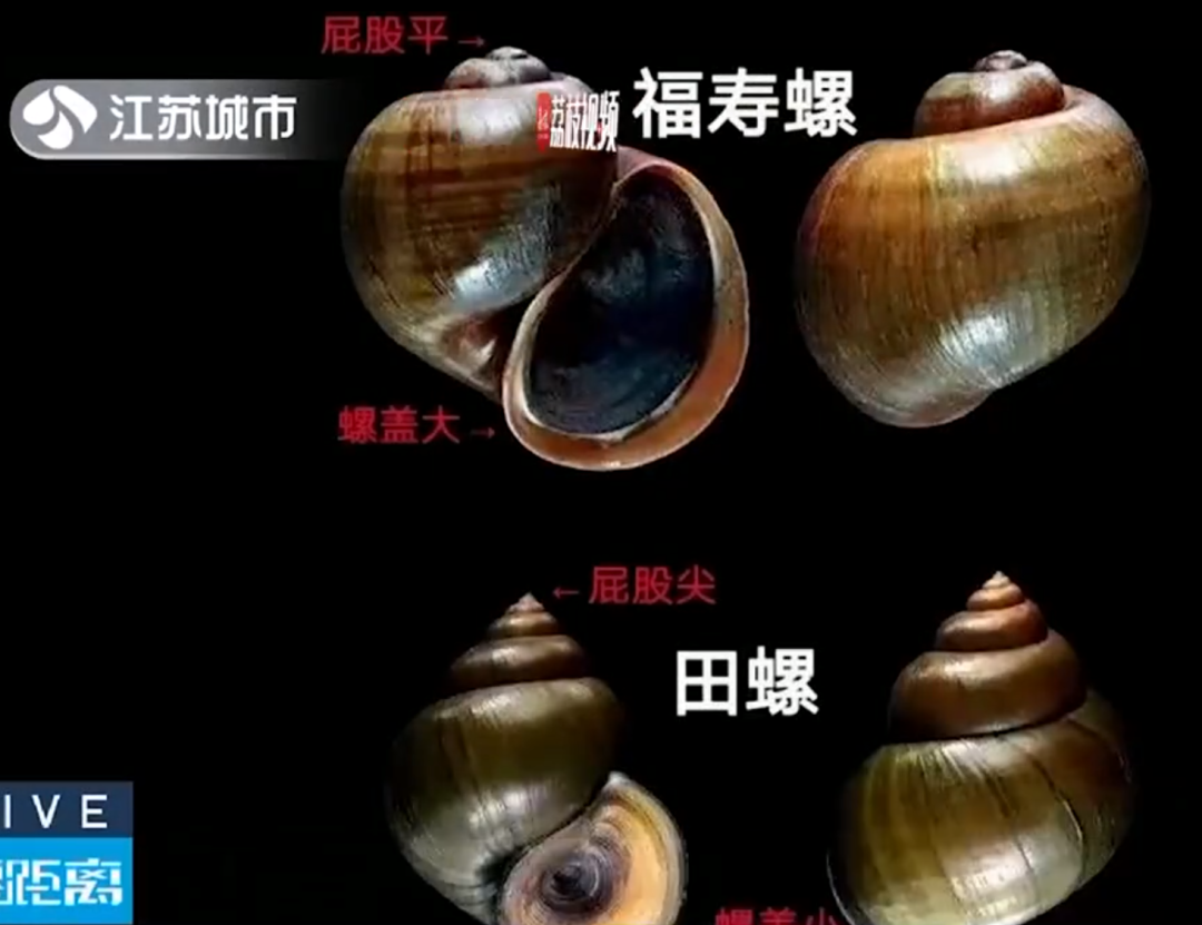 福寿螺体内寄生虫多达6000条,纹织螺比它还可怕