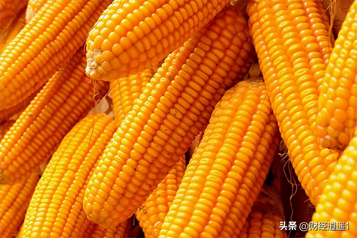 玉米今日尿素价「玉米长效尿素今日多少钱」