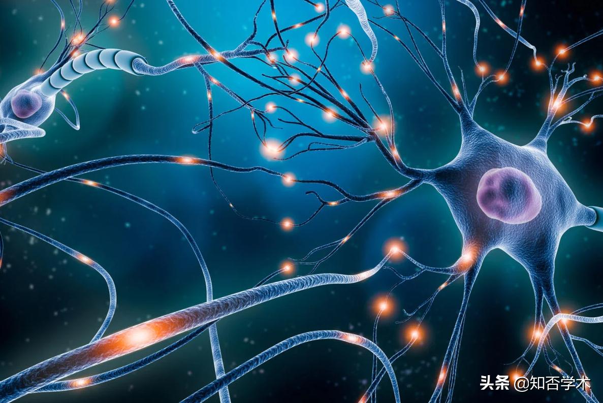 最新研究：科学家成功找到一种新型脑细胞，揭开我们记忆形成之谜