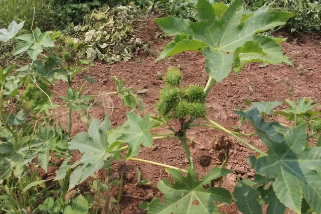 儿时随处可见的蓖麻，中国年需求40万吨，还被美国列为战略物资？