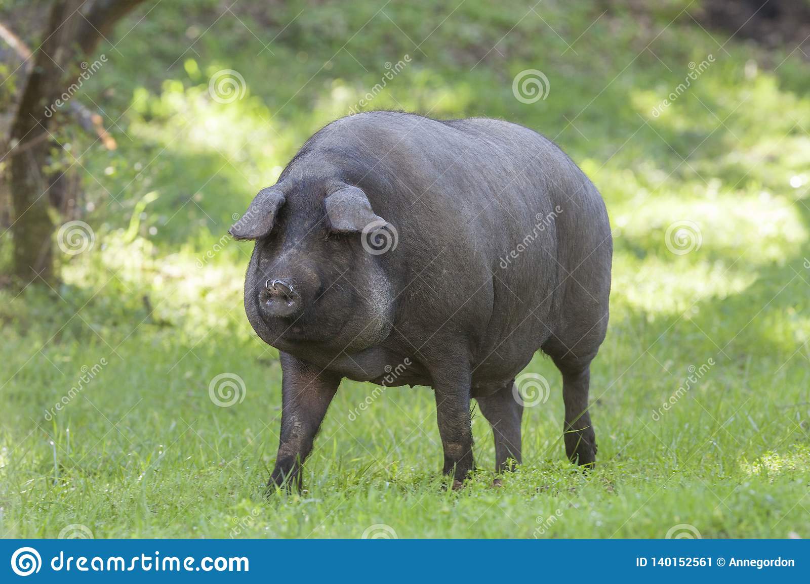 猪中贵族,伊比利亚猪,是怎么养成的?纯正血统只吃橡果,太诱人