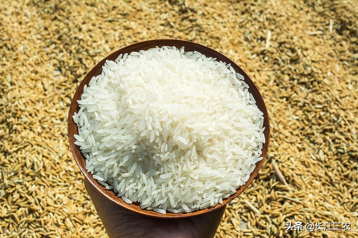 全球最大的大米生产国是中国和印度,2021——2022年度中国大米产量1.