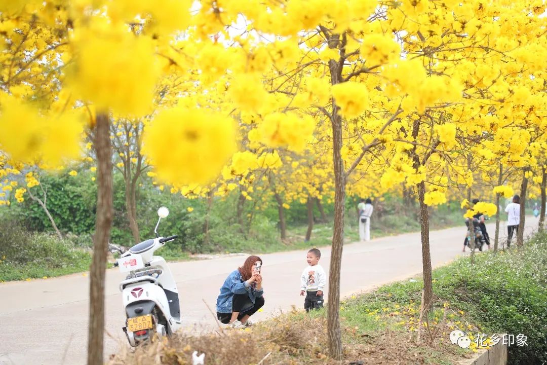 黄花风铃响，春天与你如期相见