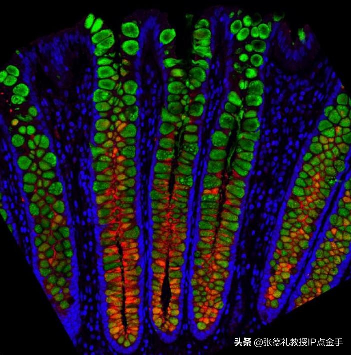 诸平：科学家绘制了单细胞分辨率下完整的人肠道细胞图谱（转载）