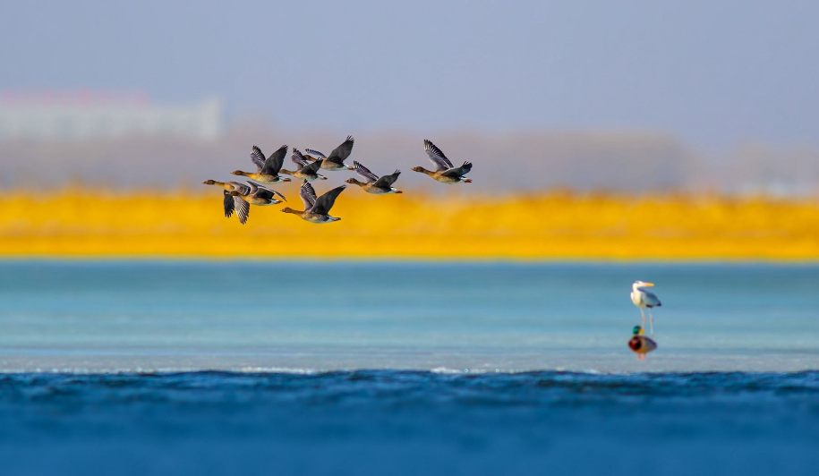 侯庆红 | 赏花庭院意难休 几时消尽万千愁（原创诗词十三首）