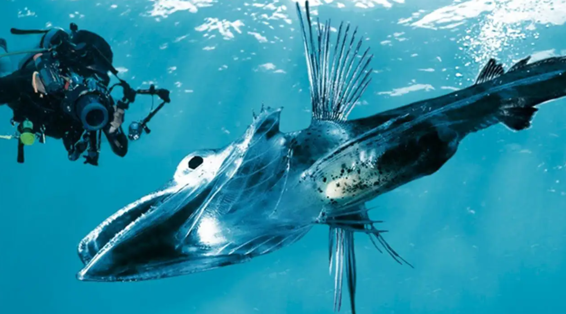 南极冰鱼是海鱼吗（人类发现了南极的新物种）