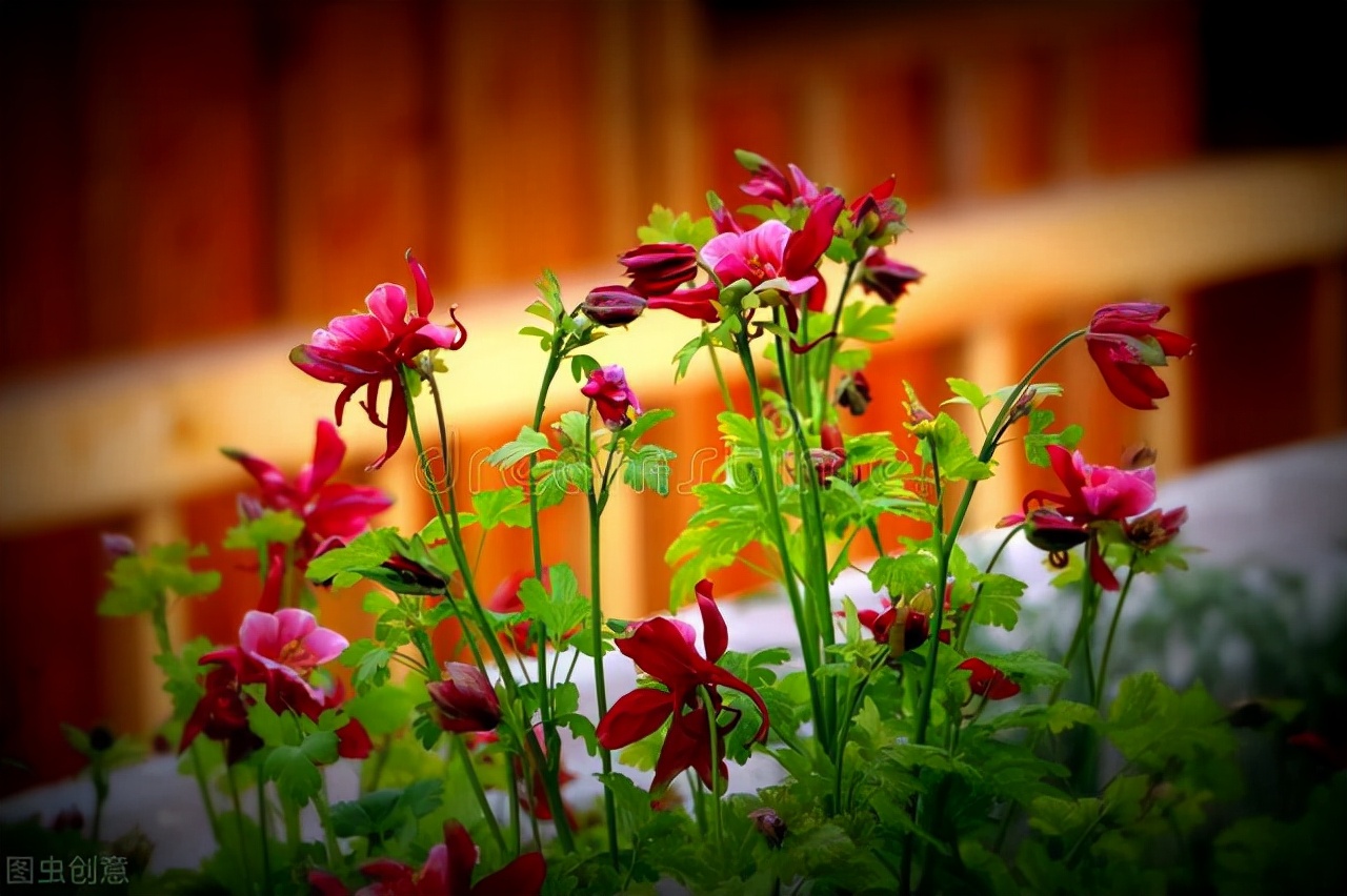 缘分风逐花散，真爱永远永远，真的好想你，你是住在我心上的爱人