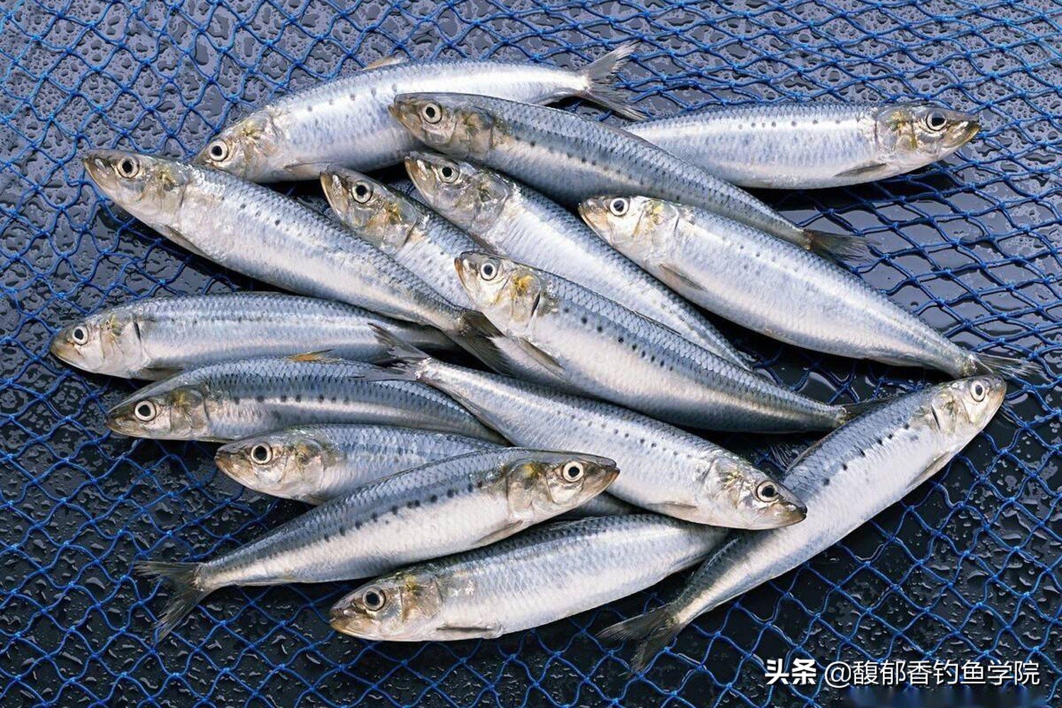 沙丁鱼图片沙丁鱼罐头图片