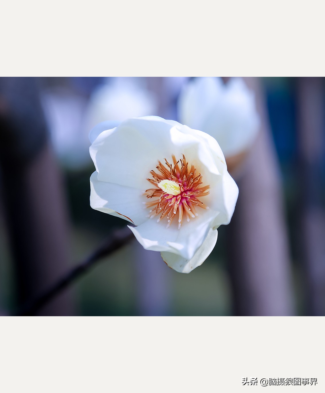 玉蘭花圖片,玉蘭花圖片大全大圖