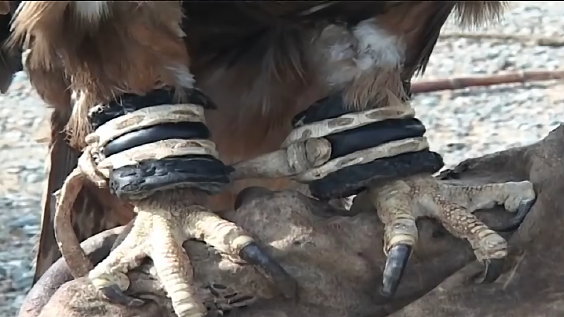 蜜蜂为新冠疫情立功，老鹰帮助抓恶人，动物的神奇天赋不可小瞧