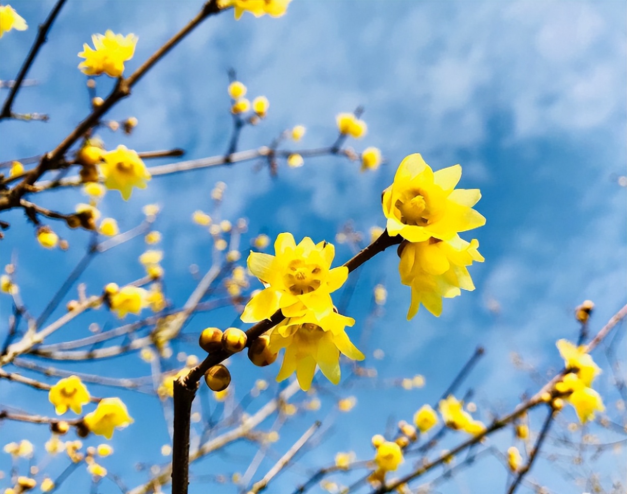 腊梅花怎么养（室内盆栽腊梅花，注意这4点，养殖很没问题）