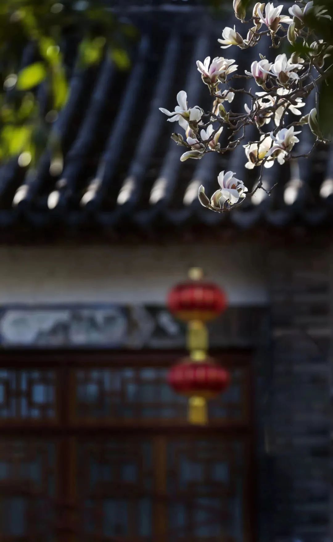 以花為媒，赴一場(chǎng)春日之約！