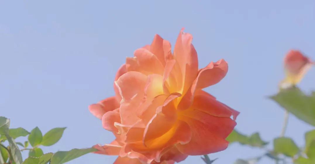 20+感到迷惘吗？TED学者给你三个建议