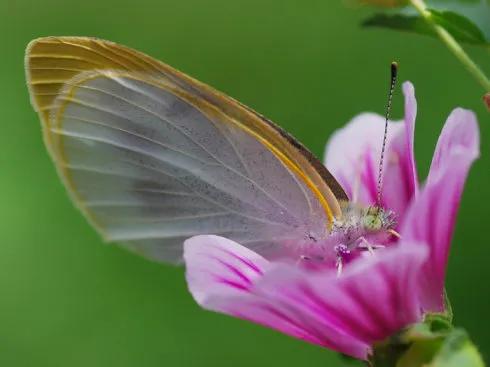 大孔雀蝶图片(分享图片：精美绝伦的蝴蝶 五彩斑斓，灵动飘逸，太美了)