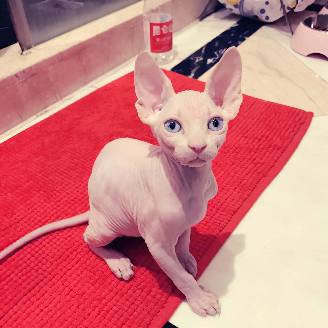 孟买猫价格你养什么猫