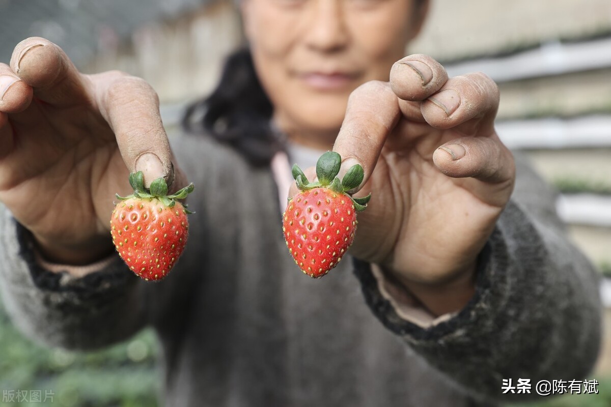 部分地区草莓50元一斤其他果价有涨有稳，广西柑橘竞争趋势如何？