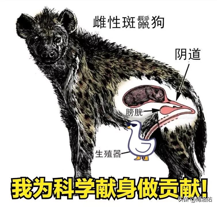 怪哉！掏肛之王斑鬣狗并非雌雄同体，雌兽身上的“丁丁”是假货