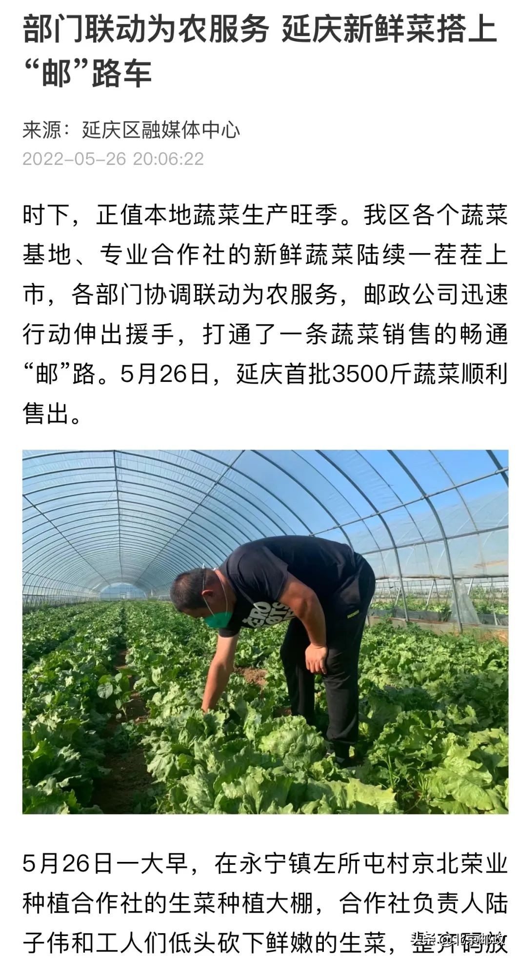 点赞！多家媒体纷纷报道北京邮政新鲜蔬菜直送百姓手中