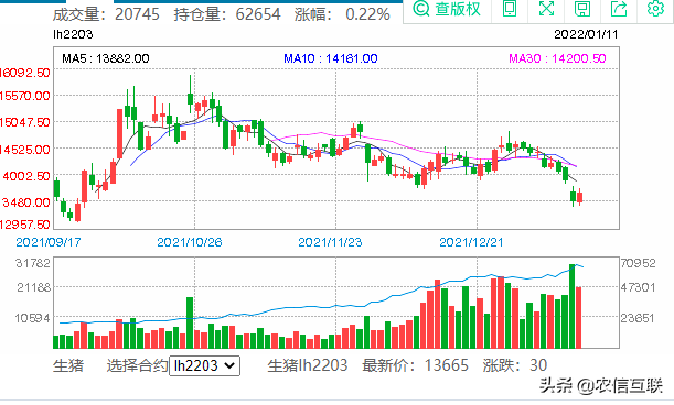 多地猪价跌到6元，跌到底了吗？年前猪价行情预警