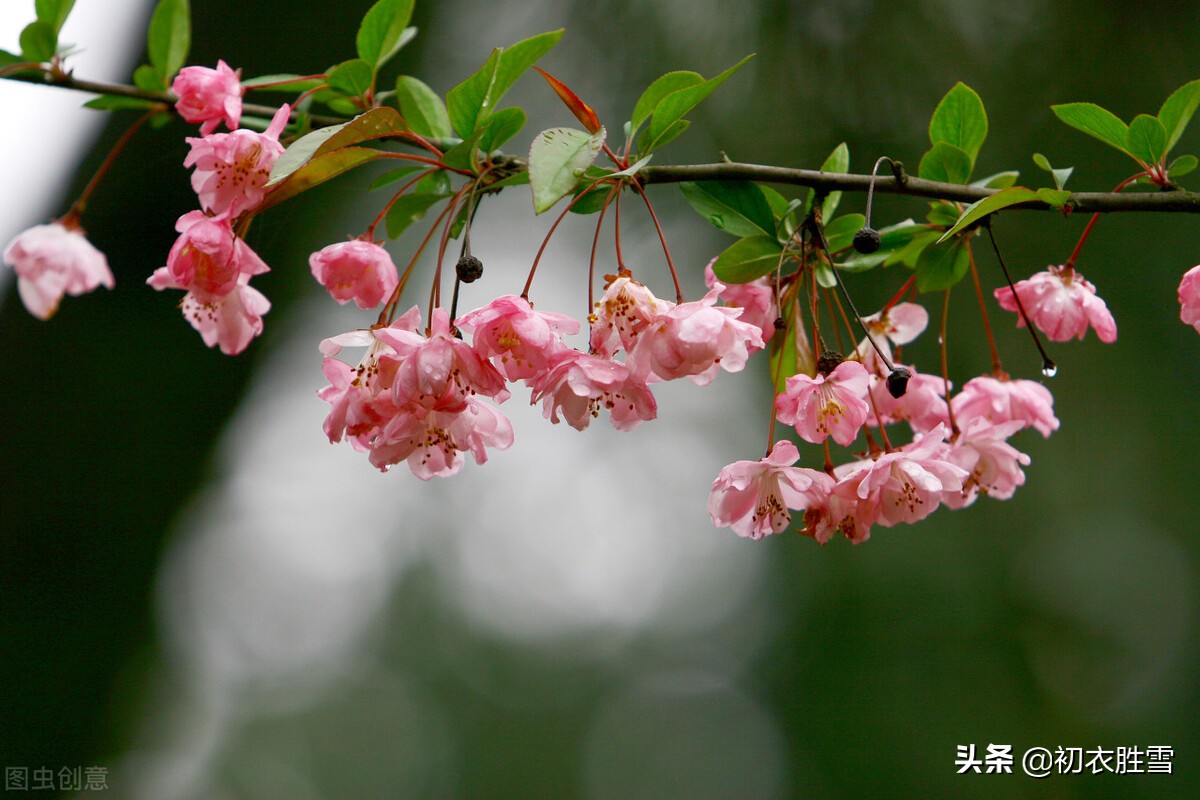 春分节气春雨美词四首：轻风细雨，惜花天气，相次过春分