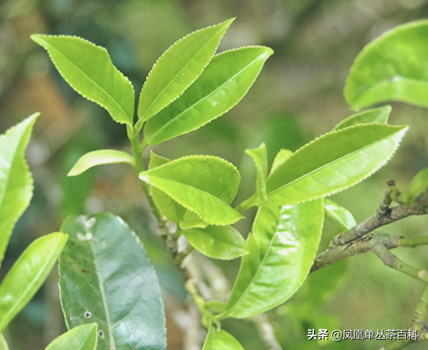 单枞的十大香型（单枞的十大香型有哪些）-第8张图片-科灵网