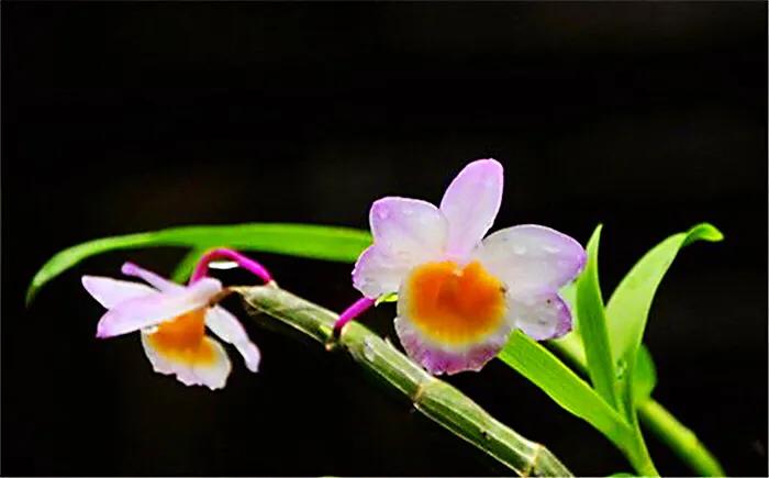 玫瑰石斛～茎悬垂，花姿优雅，玲珑可爱，花色鲜艳，气味芳香