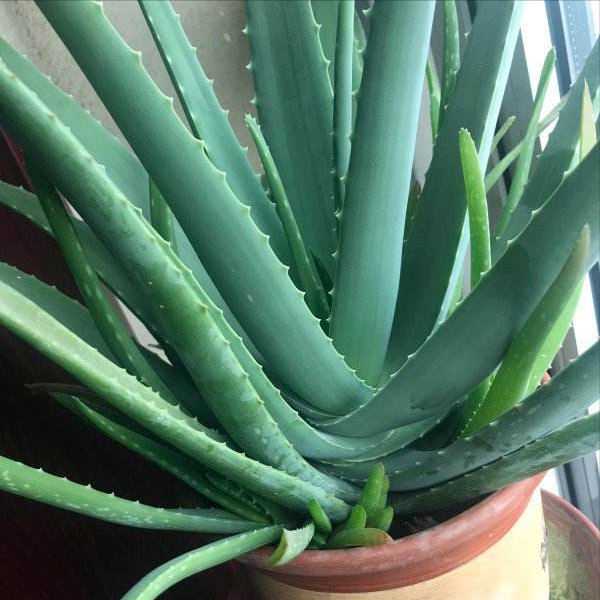 库拉索芦荟图片 日本芦荟的图片-百科叔叔