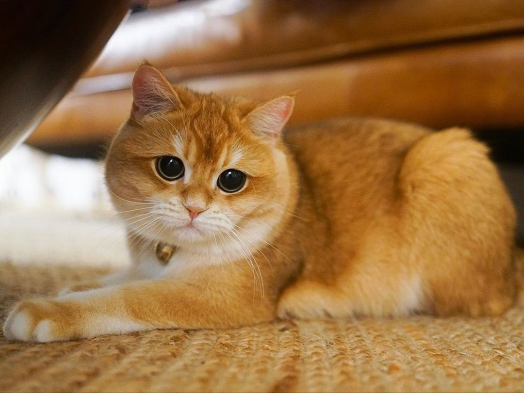 金渐层猫如何鉴定品相?