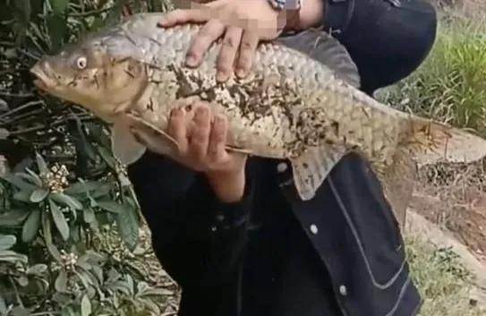 湖南长沙钓鱼人钓到8斤重的“大鲤鱼”，鉴别后发现是鲫鱼