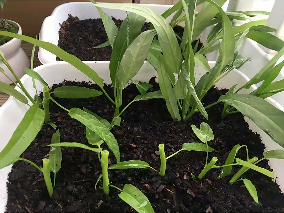 空心菜种植空心菜种植多久可以吃