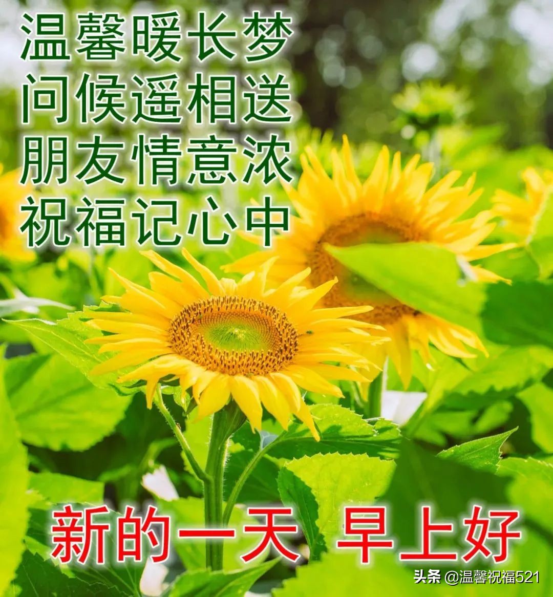 夏天最新漂亮风景最美早上好图片带祝福语 （精选10句）图片