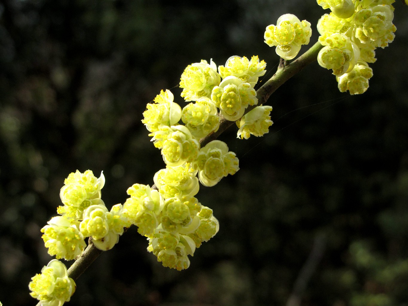 檫木花(宁波赏花图鉴:春光无限,看不尽山野间的奇花异草)