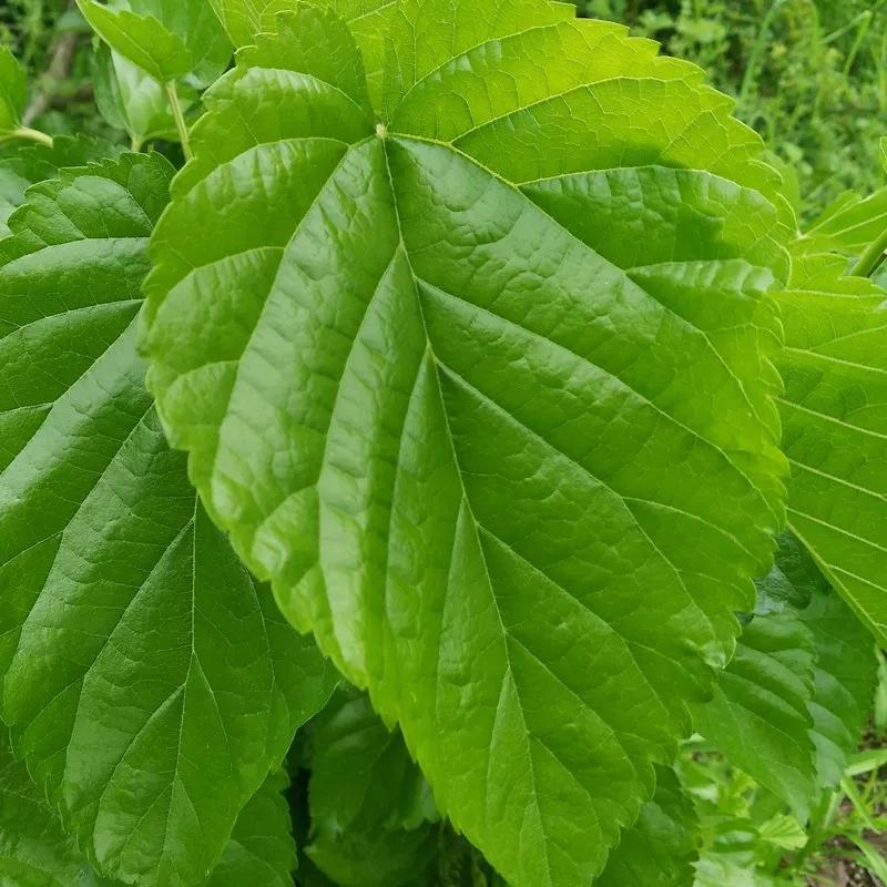 如何养蚕？不同季节的蚕，不同日龄的蚕要喂不同的桑叶