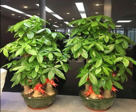 10种大盆栽，可当“镇宅花”，家里放一盆，高档霸气安全感十足
