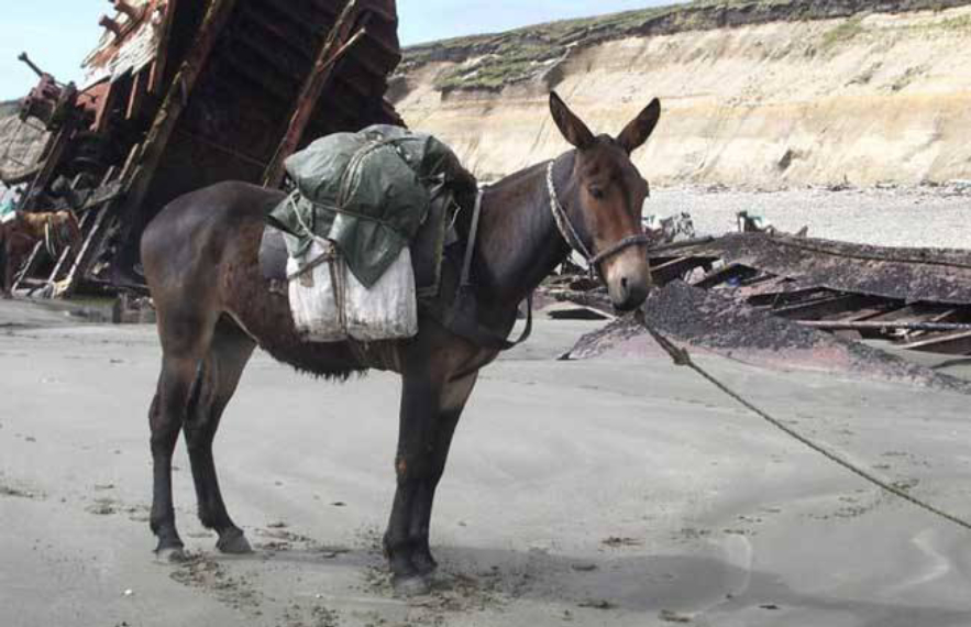 骡子是什么怎么来的(骡子怀孕必死)