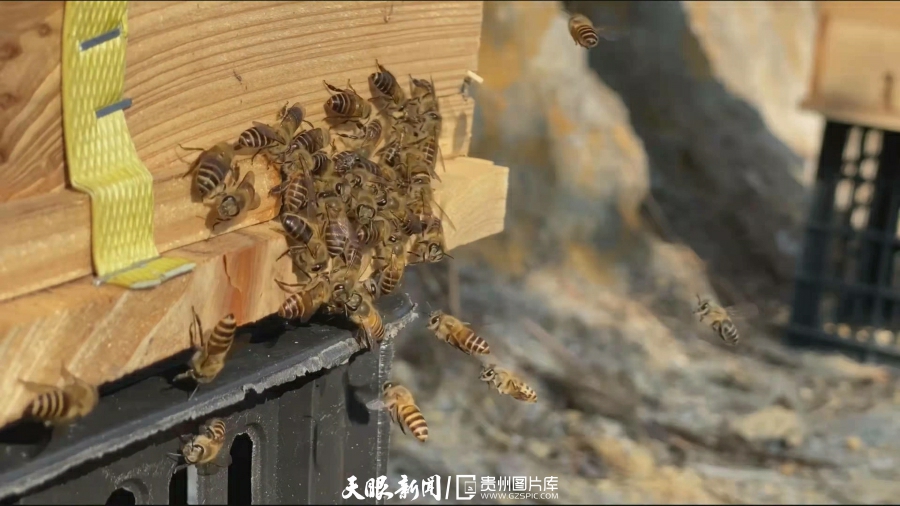 紫云：国有林场成“林下经济”领头羊