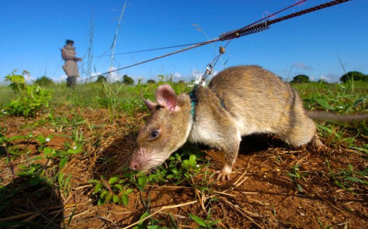 1986年的核辐射事件，31人死亡，数万人患病，曾出现变异巨鼠