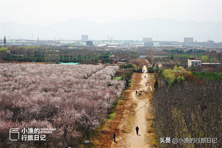 一座建在古墓上的城市，三月美成了桃花源！花开正好没门票，去浪