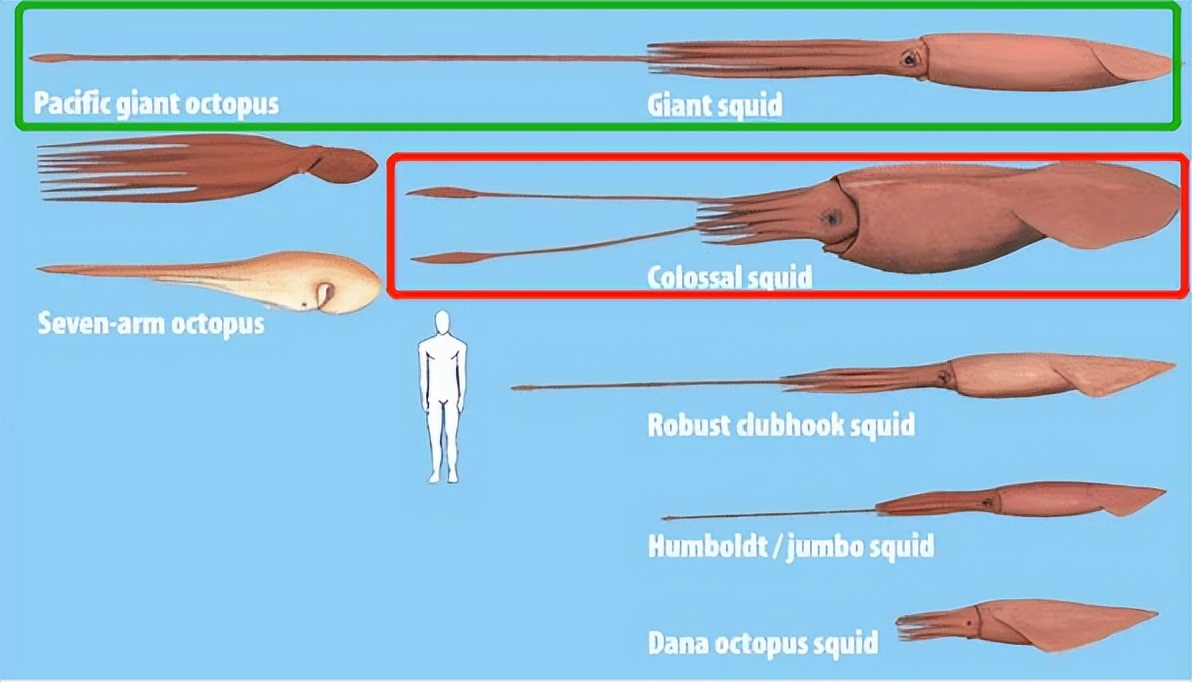 大王陆鱿(日本惊现3米罕见大乌贼，专家：深海生物现身海滩，或与地震有关)