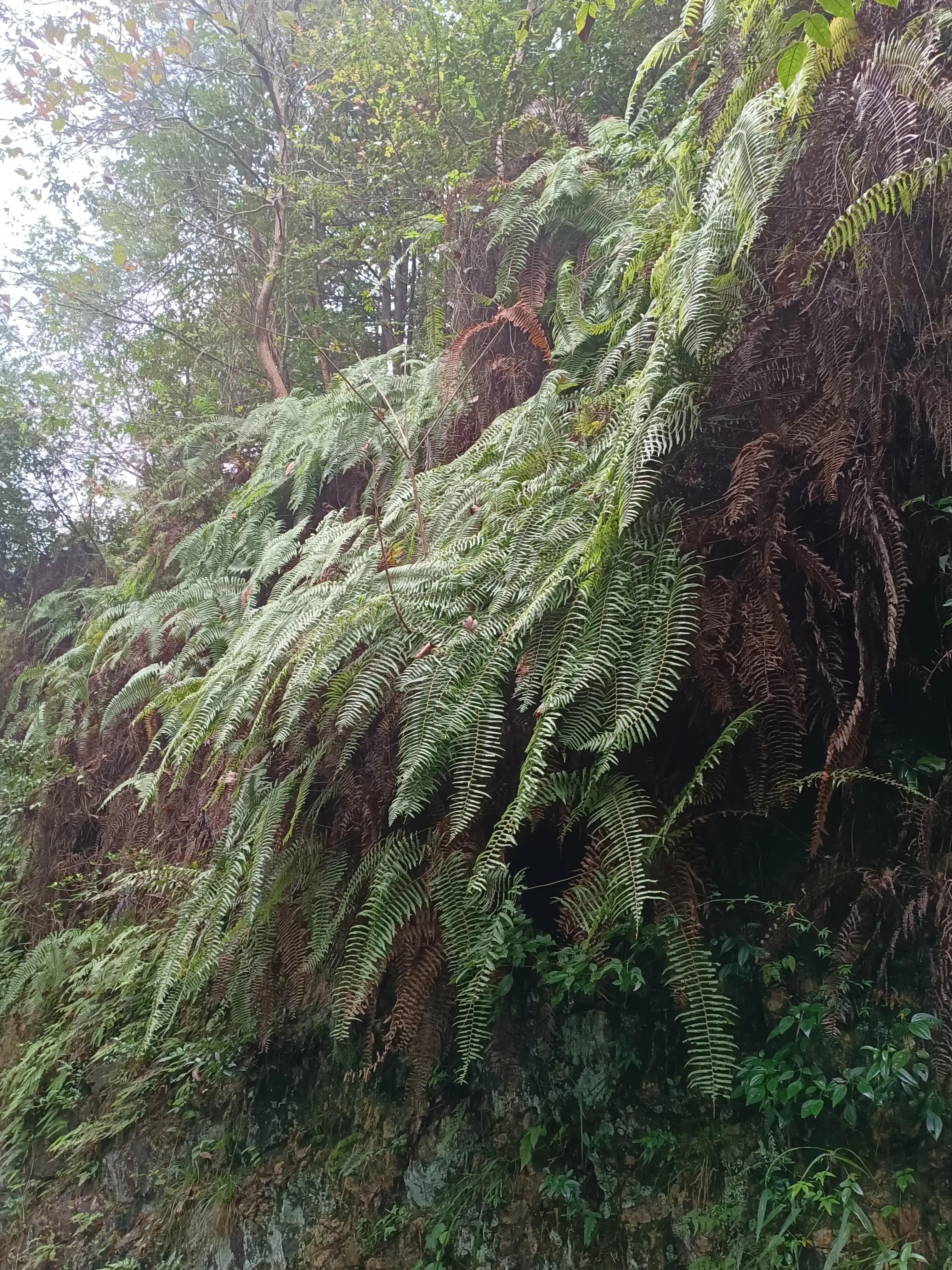 行到水穷处，坐看云起时一一雨游白云山