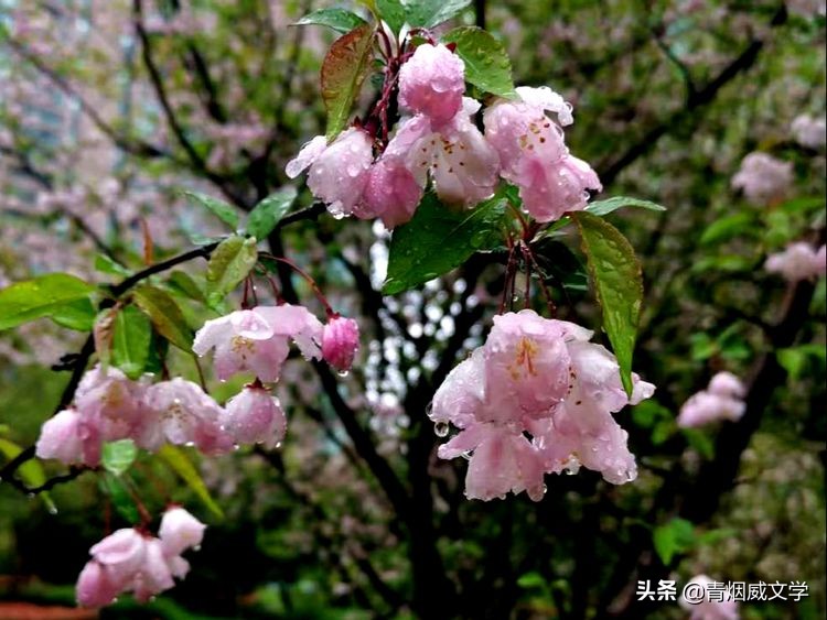 临江仙 家乡美景别样情（外四首）