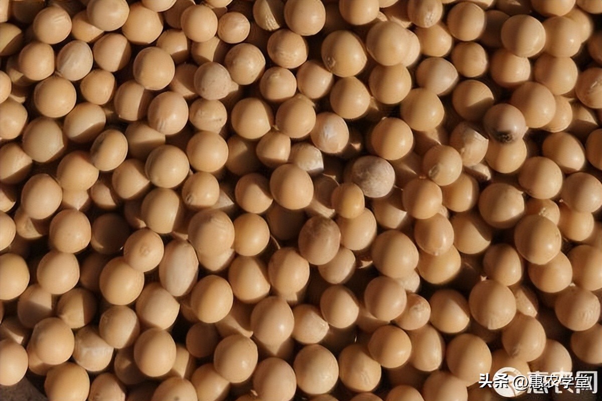 2022年底大豆价格多少钱一斤？