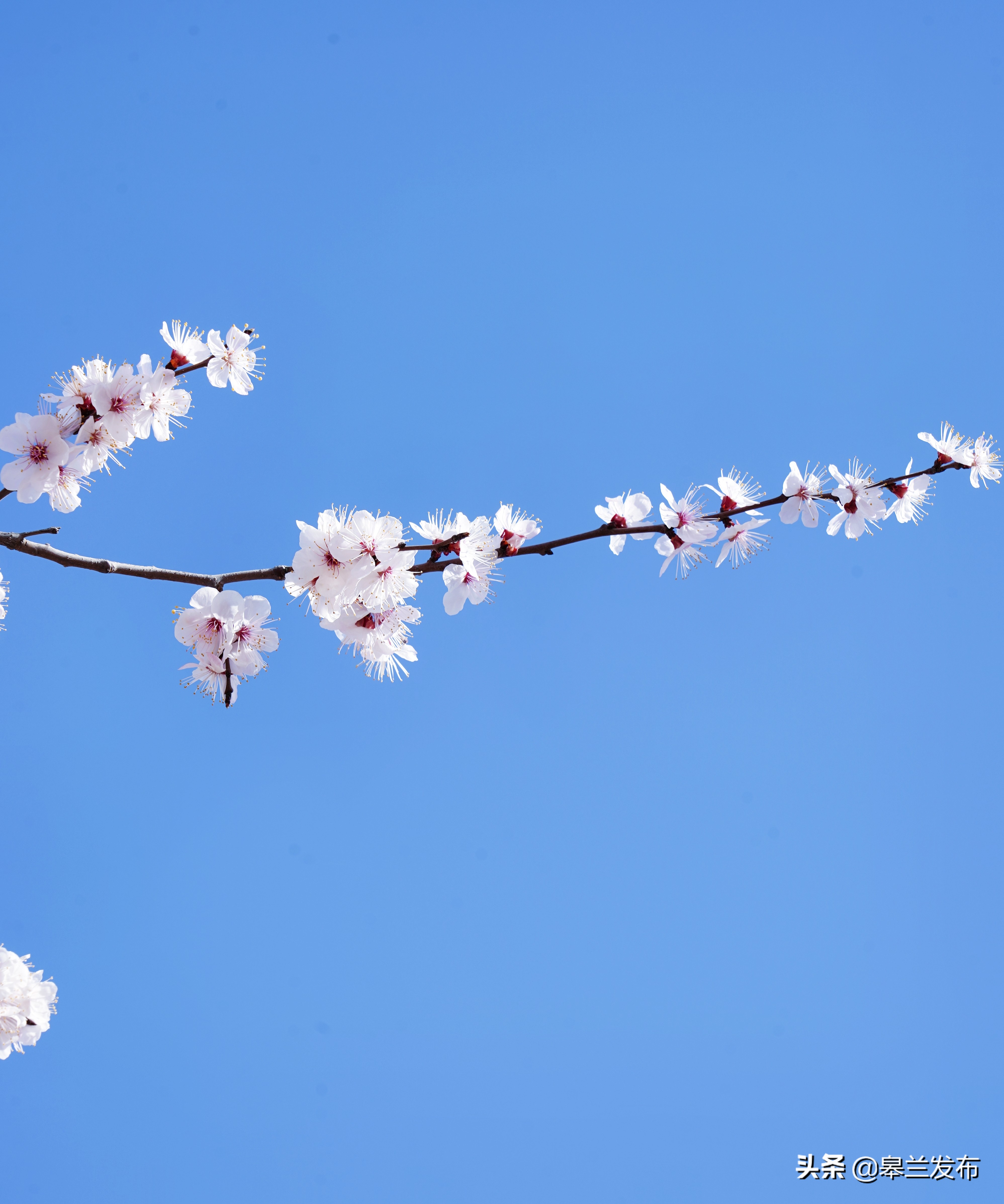 杏花的照片图片